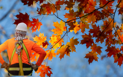 Quels travaux réaliser à l’automne à Saint-Maur-des-Fossés ?